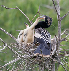 Wall Mural - Anhinga (Anhinga anhinga) male feeding chicks in the nest, High Island, Texas, USA.