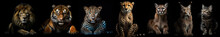 Family Of Felines Standing Side By Side On A Black Background. By Generative AI.
