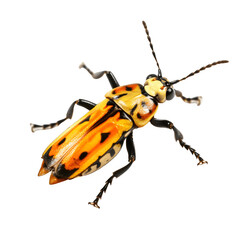 Wall Mural - Claudina_Agrias_insect png file. Transparent Background with generative ai