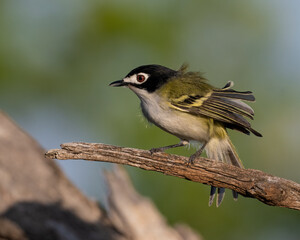 Wall Mural - Male Black-capped Vireo