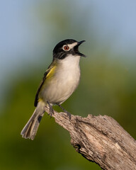 Wall Mural - Male Black-capped Vireo