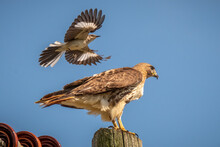A Territorial Northern Mockingbird Divebombs A Red-tailed Hawk. Raleigh, North Carolina.
