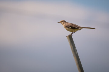 Wall Mural - A Northern mockingbird (Mimus polyglottos) perches on a pole. Plenty of copy space for text. Raleigh, North Carolina.