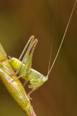 Wall Mural - grasshopper on the grass