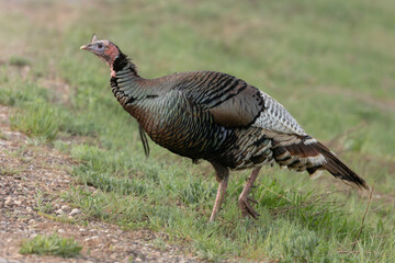 a female wild turkey walks through a grassy field up a gravel slope while looking for food early in 