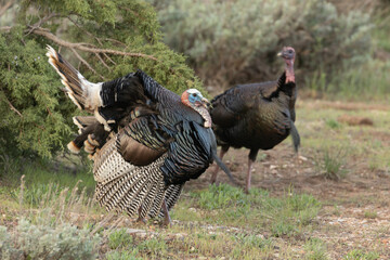 Wall Mural - A wild turkey tom fans out his tail and wings in a mating display while a female nearby turns her head towards him on a late May morning in the mountains of Southern Utah.