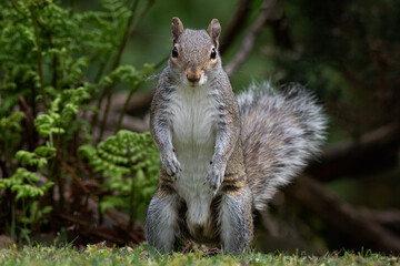 Poster - a fun photograph of a grey squirrel as it stands on its back legs and stares at the camera. A blurry background with space for text finishes it.