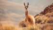 Guanaco in nature, staggering photo. Creative resource, AI Generated