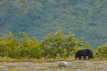 Canvas Print - Black Bear