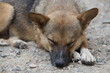 closeup lonely stray dog sleeping outside