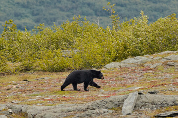 Canvas Print - Black Bear