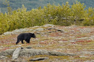 Canvas Print - Black Bear