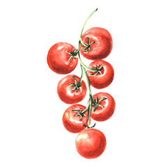 Watercolor illustration hand drawn cherry tomatoes vegetable