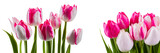 Fototapeta Tulipany - Pink tulips on white background. Generative Ai	