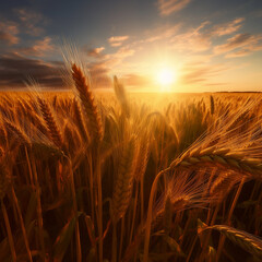 Aufkleber - An image of a wheat field at sunrise, with soft rays of light filtering through the waving wheat ears, creating a serene and ethereal scene.  Generative AI technology.