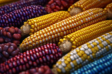 Poster - A visually striking image of maize corn kernels in various colors, including yellow, white, and purple, representing the genetic diversity and heritage varieties.  Generative AI technology.