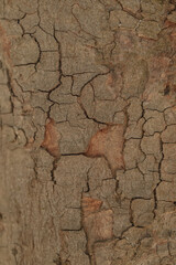 Wall Mural - closeup of tree bark cracked and old