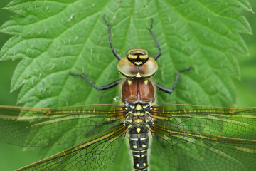 Wall Mural - a head shot of a female hairy dragonfly, brachytron pratense, perched on a leaf.