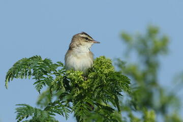 Wall Mural - a sedge warbler, acrocephalus schoenobaenus, perching on a plant at the edge of a river in springtim