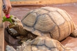 Sulcata tortoise eating vegetables on the wooden floor. It's a popular pet in Thailand.