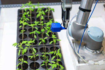 Aufkleber - A robot in a greenhouse evaluates the quality of tomato seedlings using a sensor. Smart farming concept