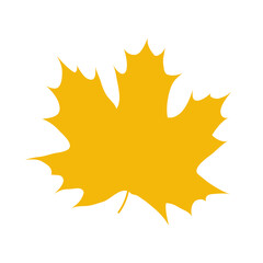yellow maple leaf isolated on transparent background. png