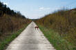 Pies Viszla na betonowej drodze.
