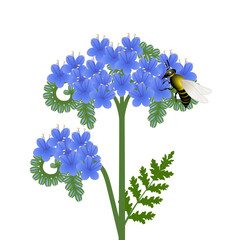 Wall Mural - Phacelia flowers with a bee on a white background.