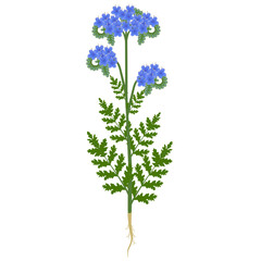 Wall Mural - Phacelia plant with flowers and roots on a white background.