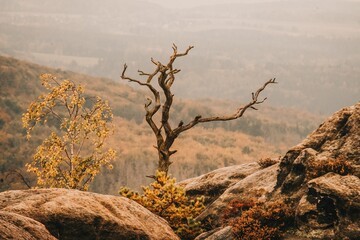 Wall Mural - Tree on the forested mountain