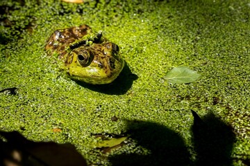 Canvas Print - American Bullfrog sits in a layer of green pond