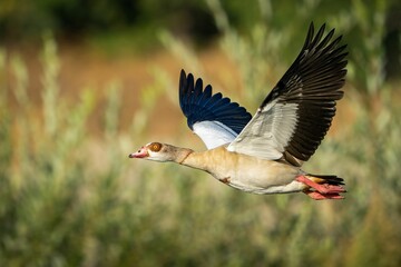 Wall Mural - Egyptian Goose in flight with vegetation in the background