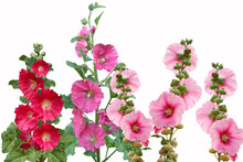 Pink Hollyhock Flower Alcea Rosea Isolated On A White Background