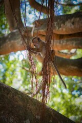 Wall Mural - Vertical shot of a young monkey on vines against a blurred background