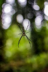 Poster - Vertical shot of a Nephila pilipes spider on its web against a blurred background