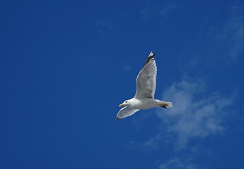 Poster - Low angle closeup of a beautiful seagull in flight against a bright blue sky