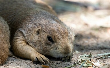 Sticker - Closeup shot of a cute Black-tailed prairie dog resting on ground on sunny day