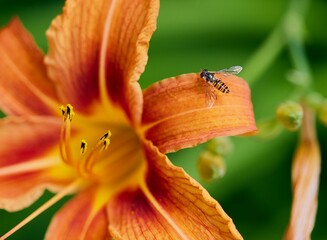 Sticker - Closeup of a bee on a Daylily brown-yellow (Hemerocallis fulva) against blurred background