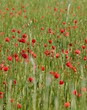 Vertical shot of wild poppy flowers in the meadow near the river of Isar in Moos, Bavaria, Germany