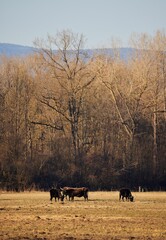 Poster - Vertical shot of the Cattles on a brown meadow with deciduous trees in the back