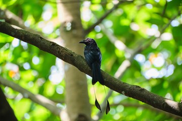 Wall Mural - Greater racket-tailed drongo perching on tree branch with blur green leaves