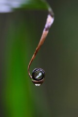 Canvas Print - Vertical close-up of a transparent raindrop on the tip of dried plant with blurred background