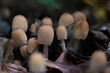 Group of glistening inky cap mushrooms (Coprinellus micaceus)