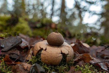 Canvas Print - Closeup of a collared earthstar mushroom (Geastrum michelianum)