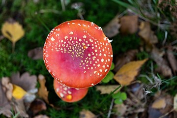 Canvas Print - Topview of a fly agaric mushroom (Amanita muscaria)