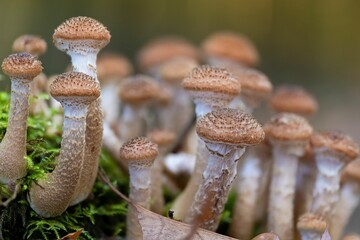 Canvas Print - Group of young honey mushrooms (Armillaria ostoya)