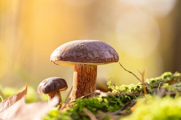 Sticker - Closeup of two bay bolete mushrooms (Imleria badia)