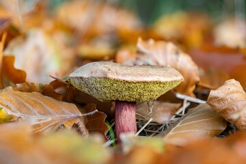 Poster - Closeup of a red cracking bolete mushroom (Xerocomellus chrysenteron)