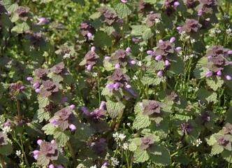 Wall Mural - purple flowers of lamium purpureum - dead nettle wild plant on meadow at spring