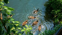 Top View Of A Group Of Ducks Swimming In The Water On A Sunny Day